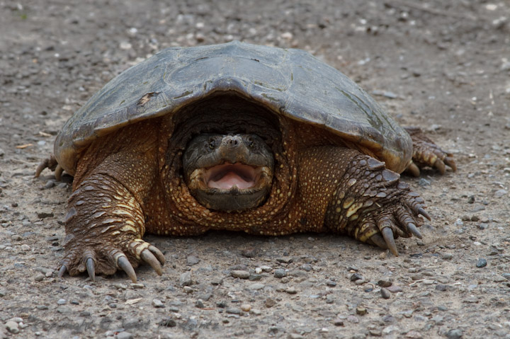 Snapping Turtle