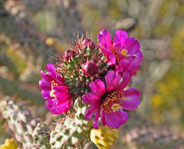 Cholla Blooms