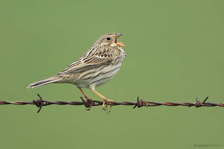 Corn Bunting
