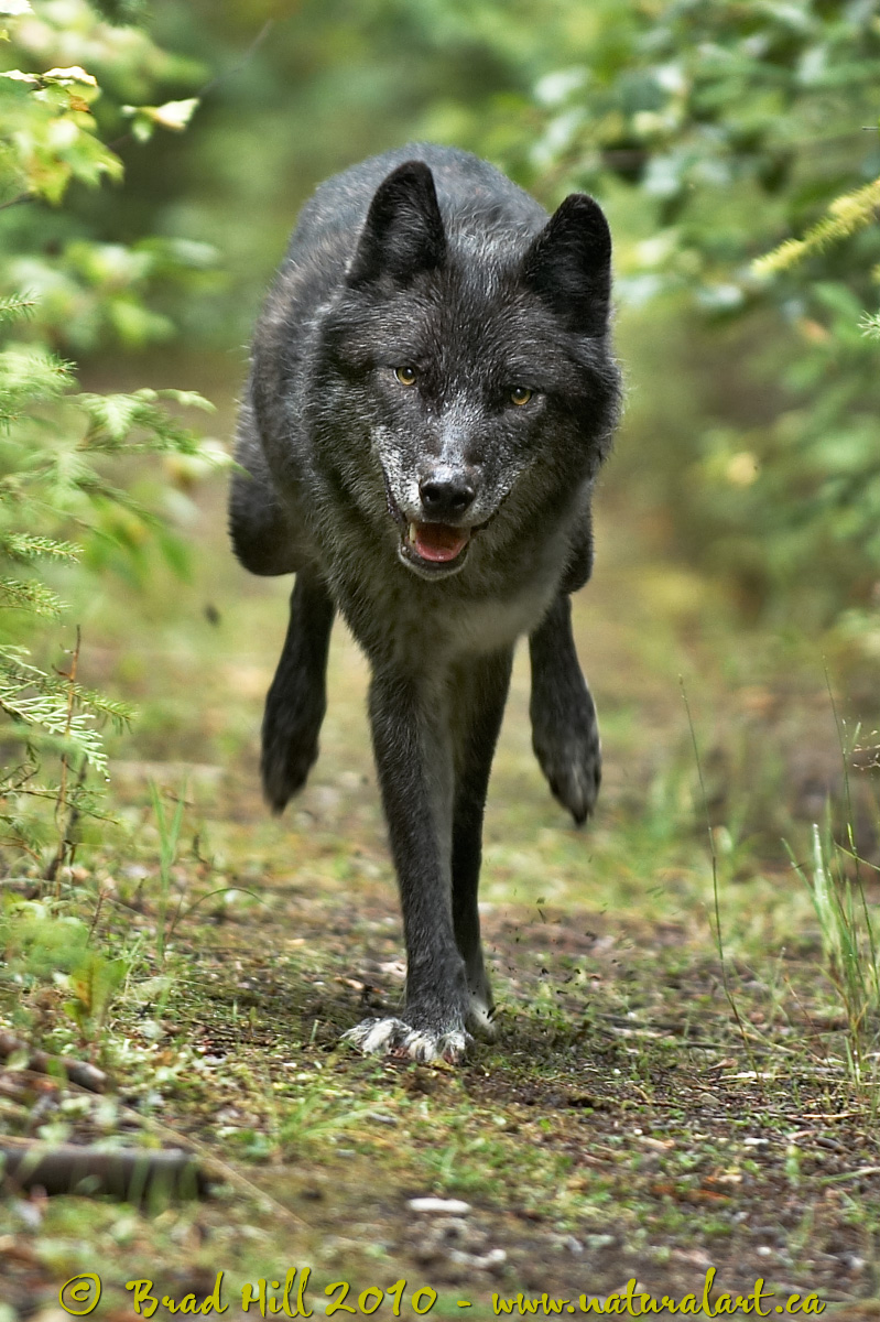 Gray Wolf Running...