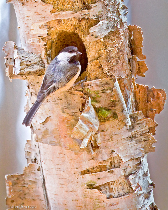 Nesting Chickadee