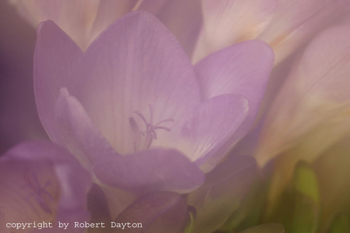 Freesia