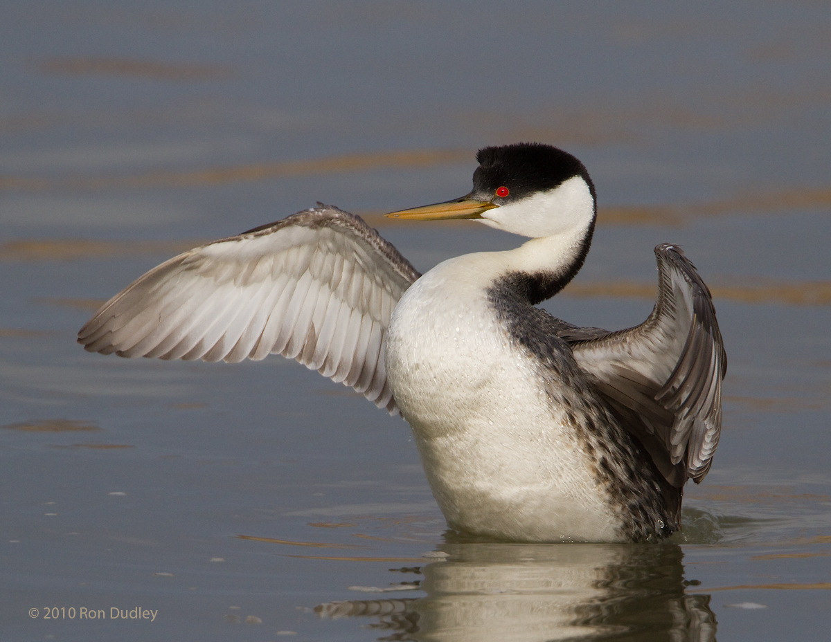 Western Grebe