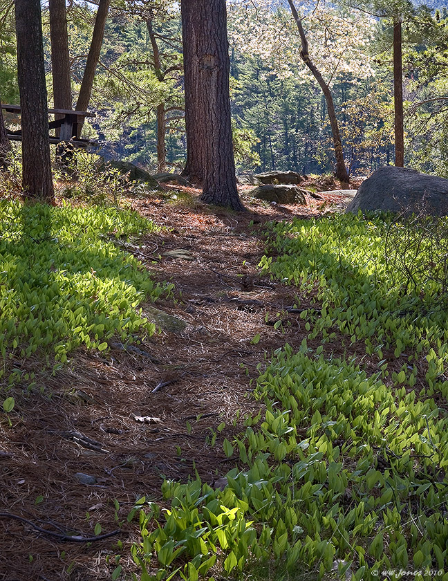 Path to the Sunshine