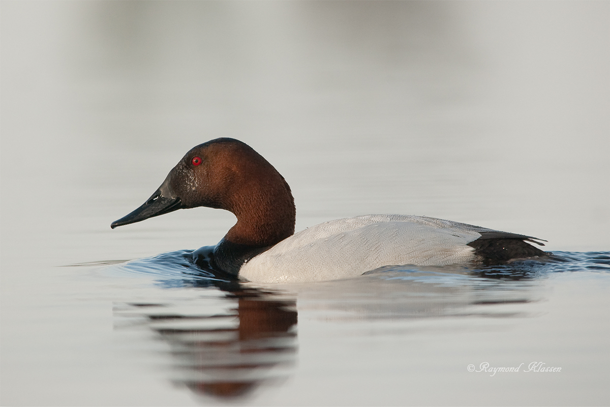 Canvasback Drake w/repost