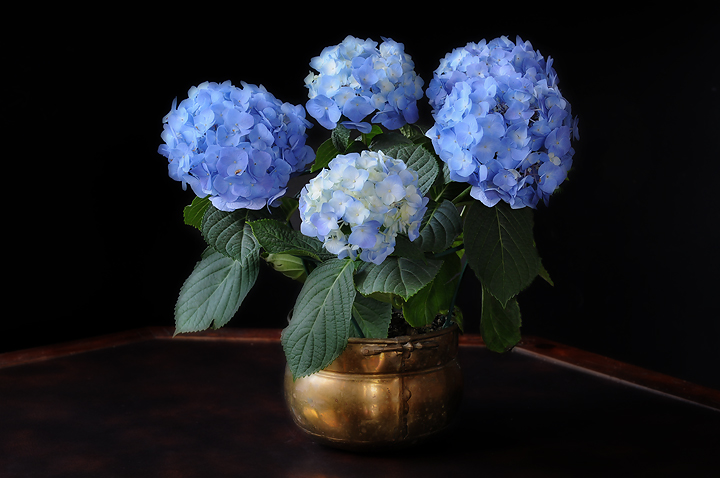 Hydrangia still life