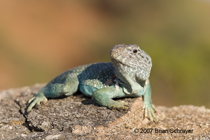 Collared Lizard