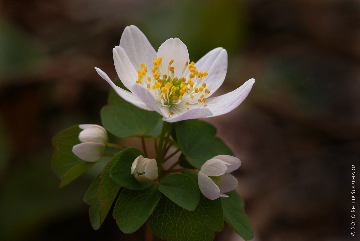 Rue Anemone