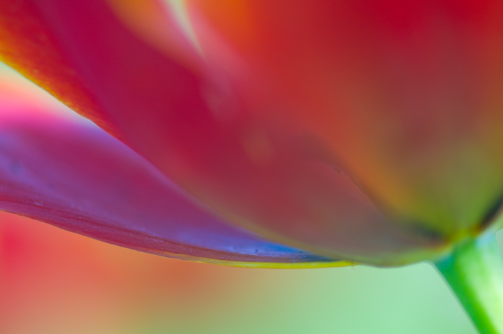 Tulip