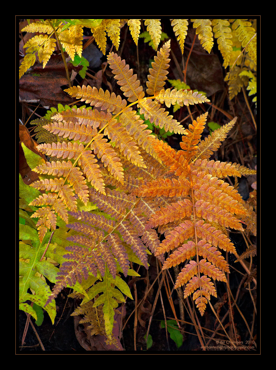Fern Trio