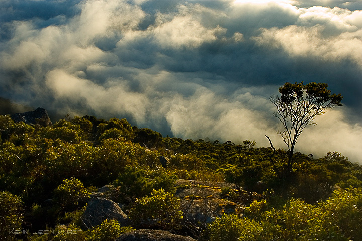 Oberon Morning