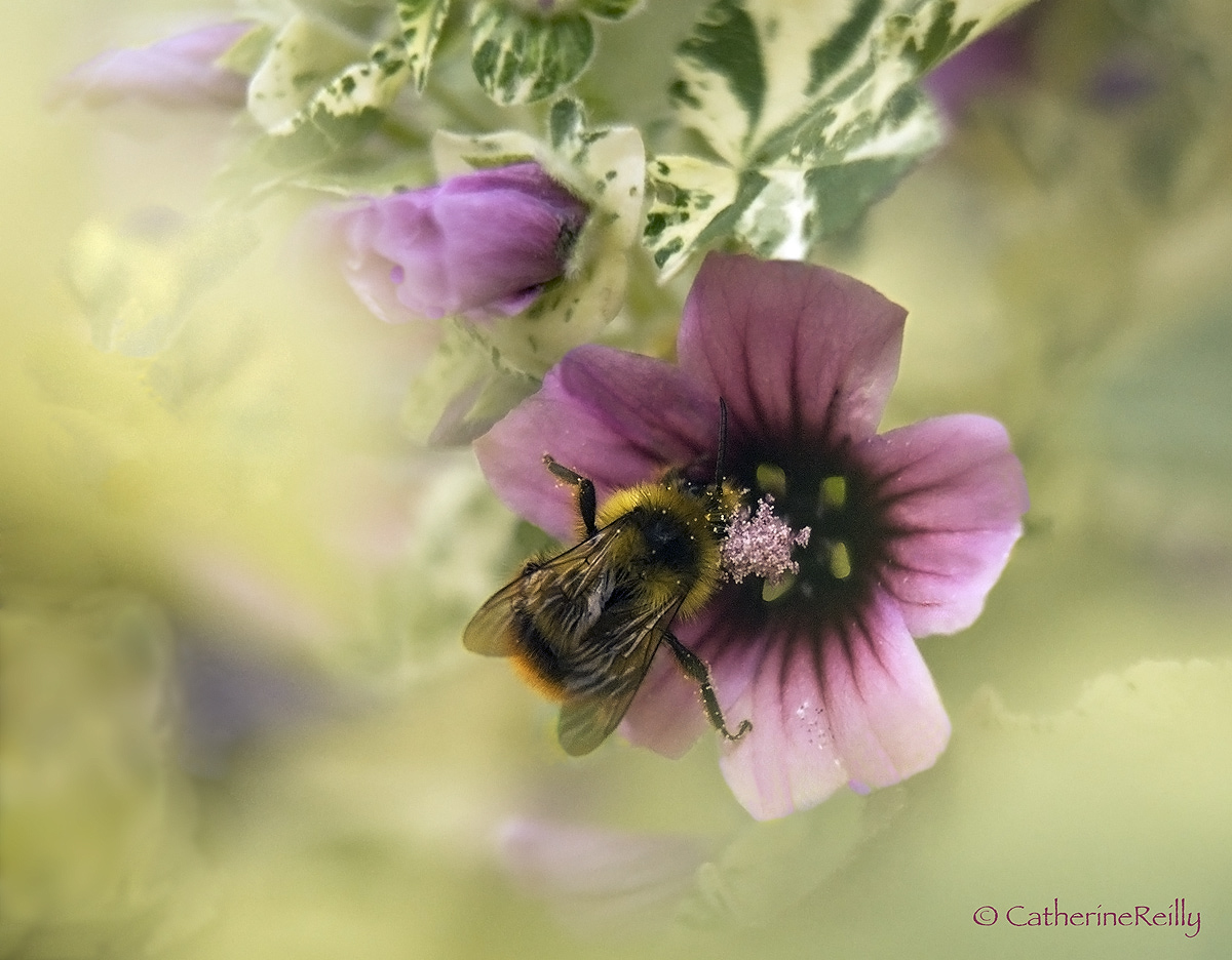 Pollination