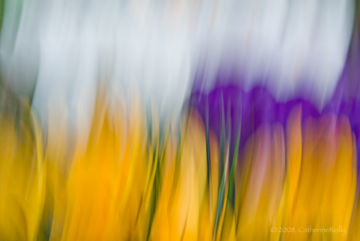 Crocus Color Ballet