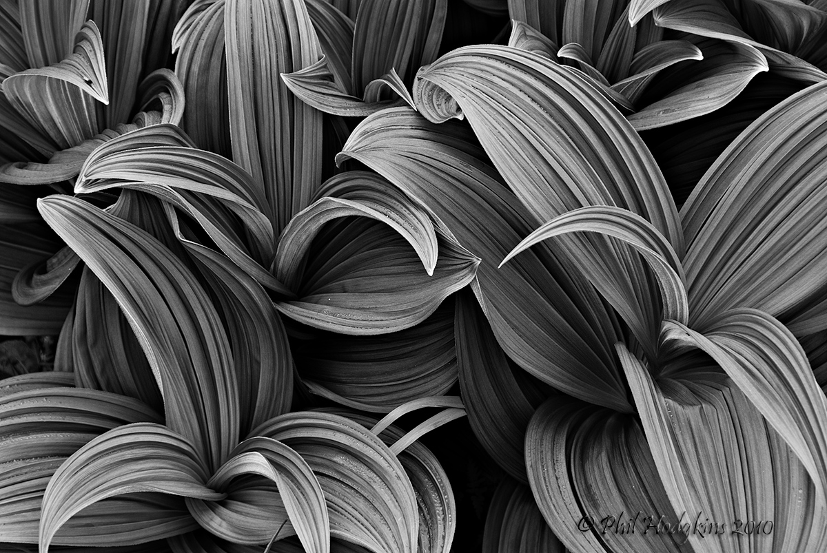 My favorite flora