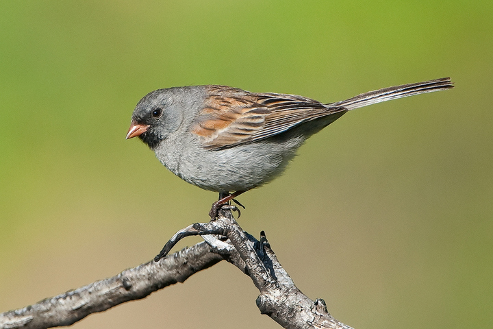 Black-chinned Sparrow