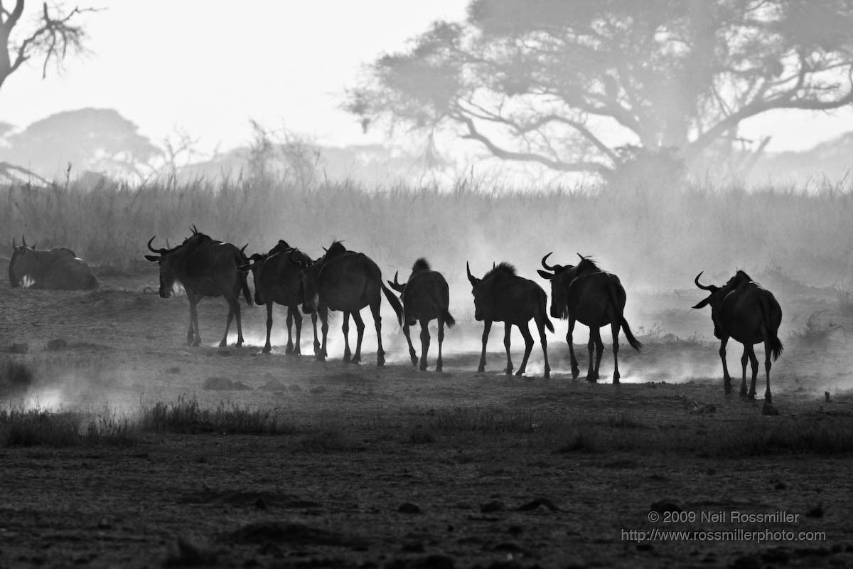 Wildebeest + Repost