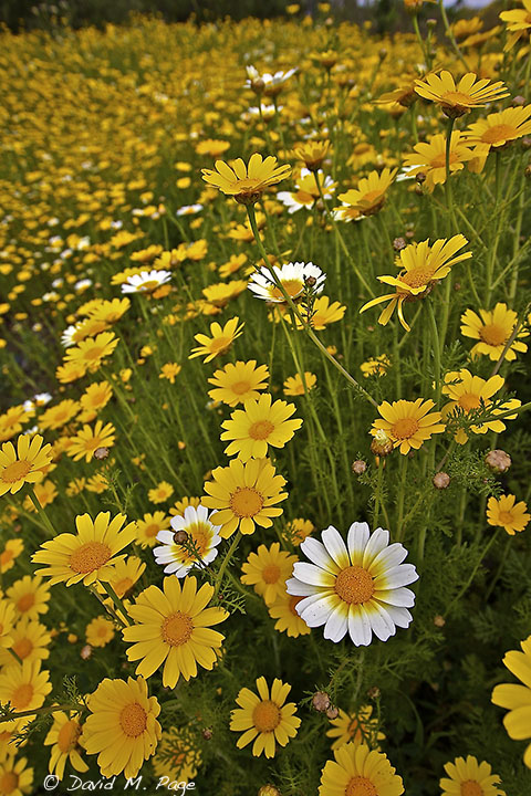 Spring Bloom