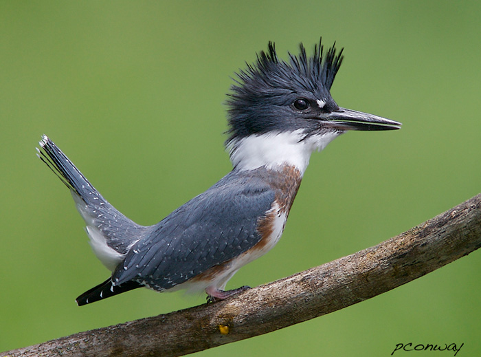 Belted Kingfisher