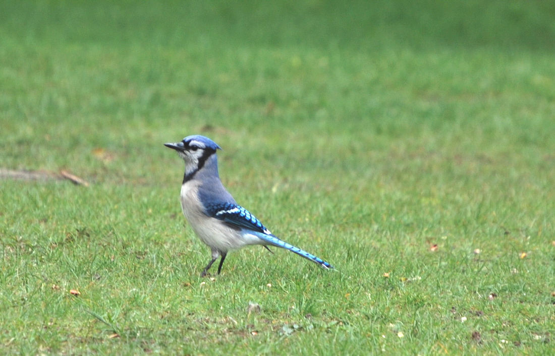 Blue Jay Prof. (w/ rpst) 