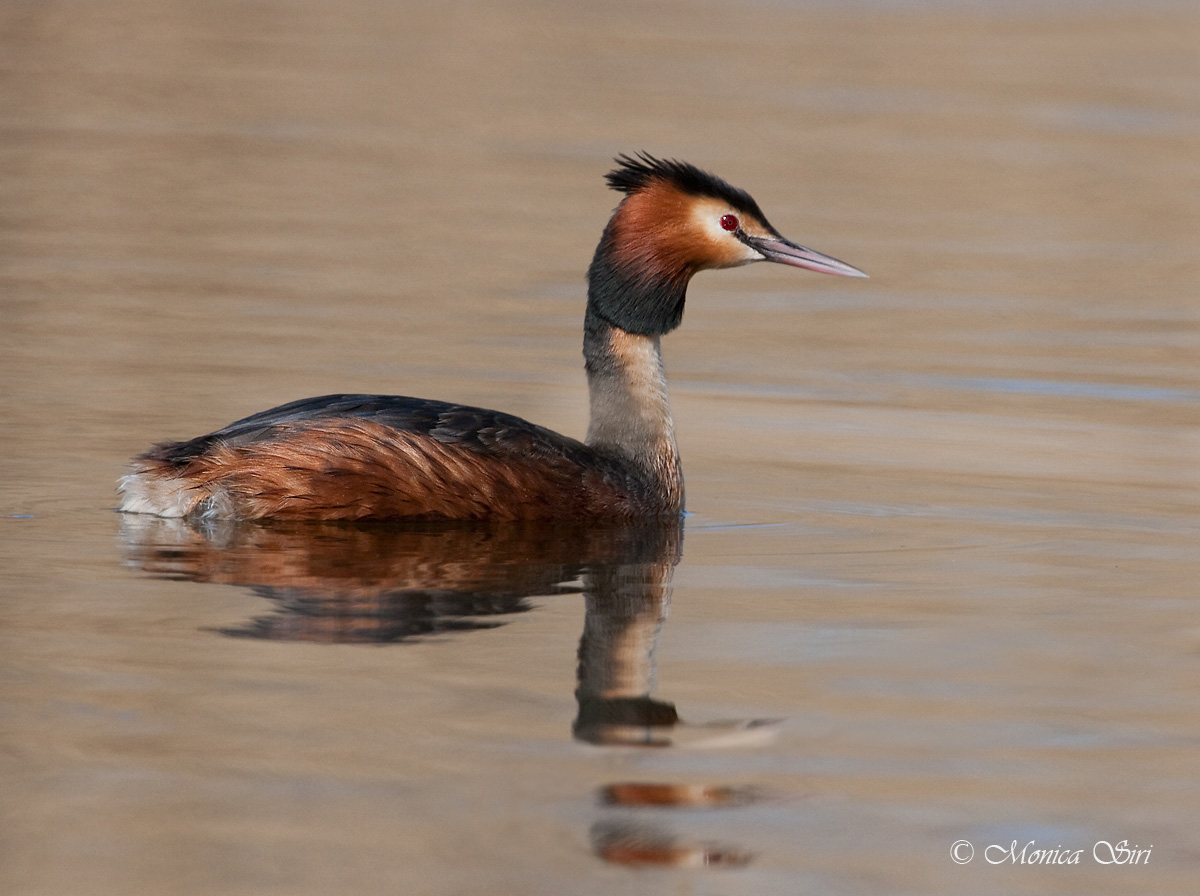 Great Crested Grebe