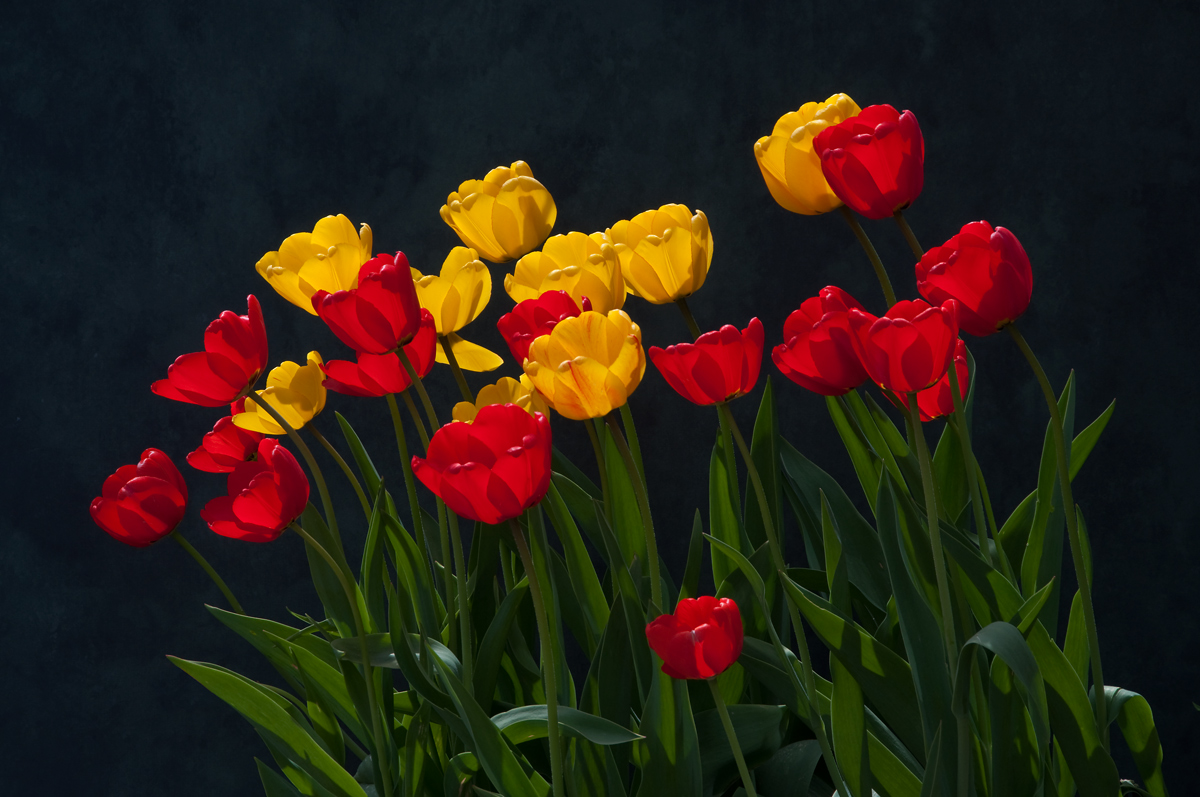 Backlit Tulips