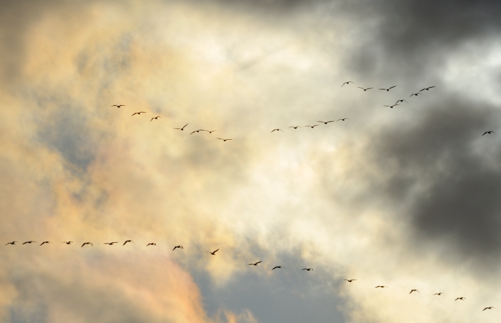 Northward Geese