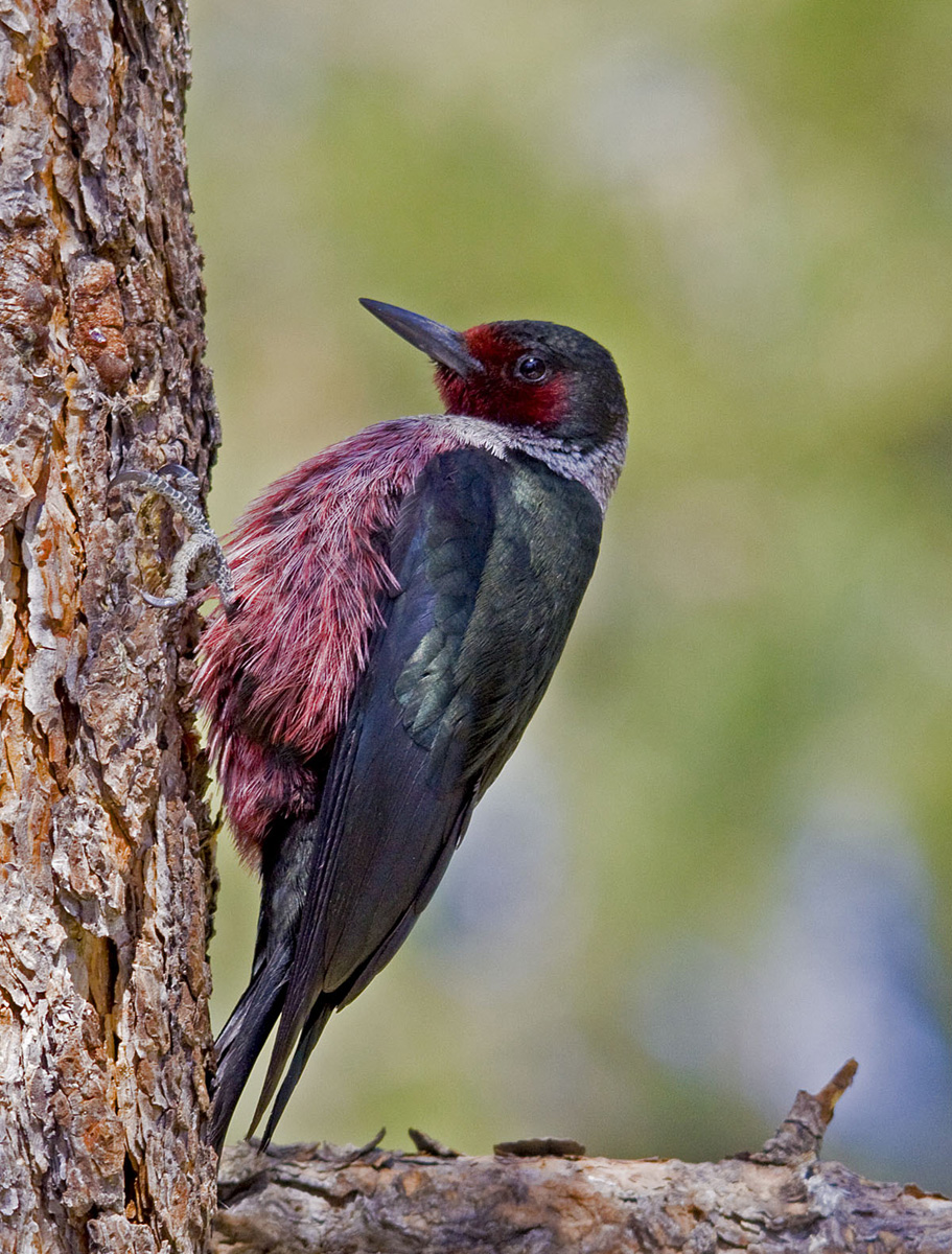 Lewis's Woodpecker