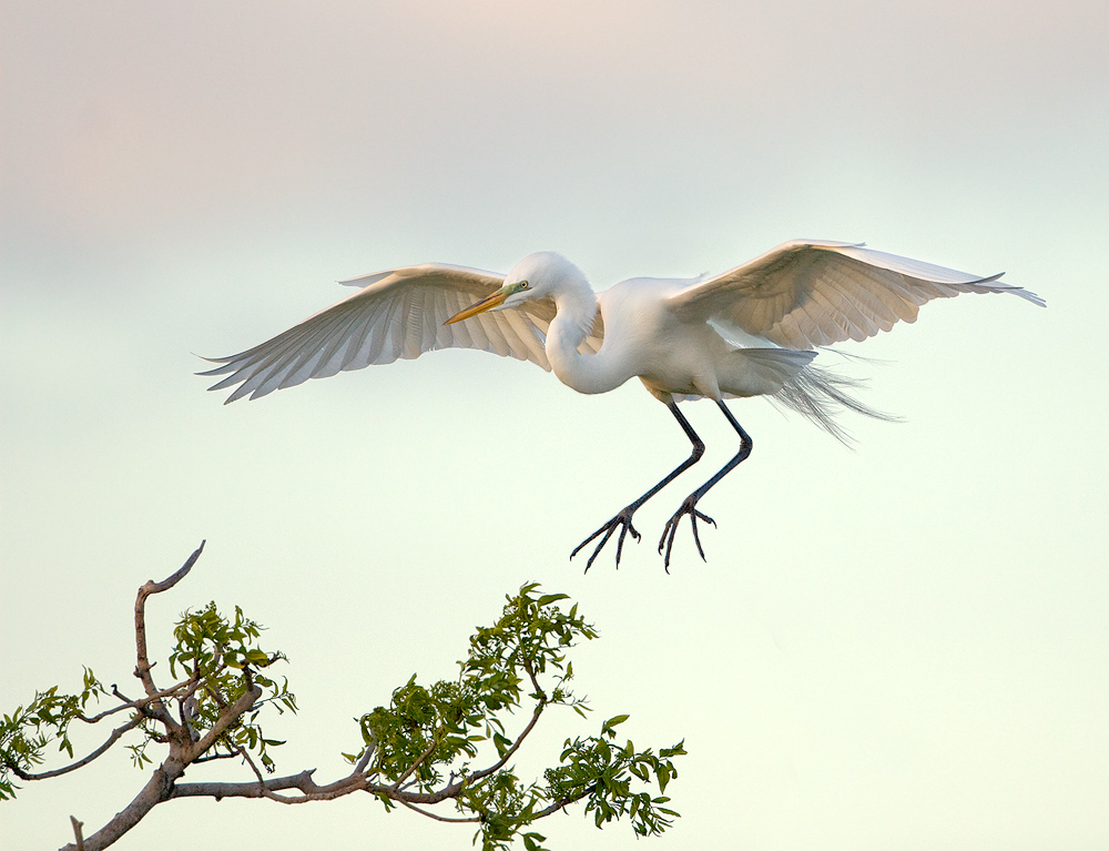 Landing