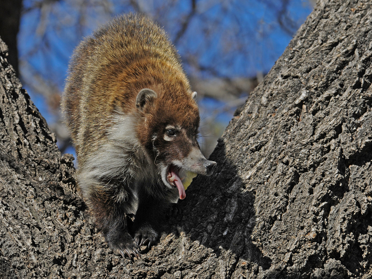 Coati