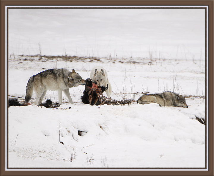 Yellowstone Wolves, 07