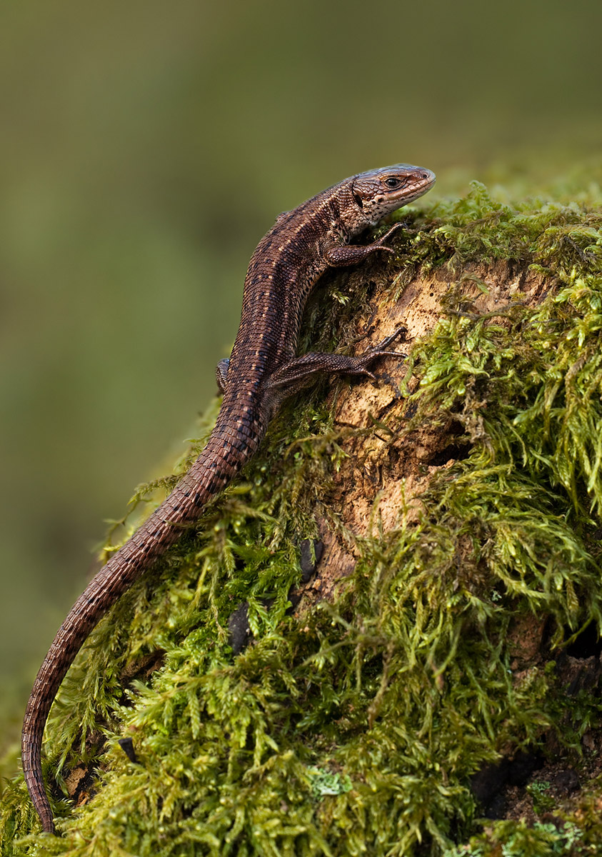 Common Lizard.