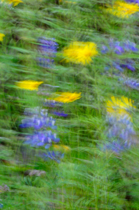 Wild Flowers in the Wind