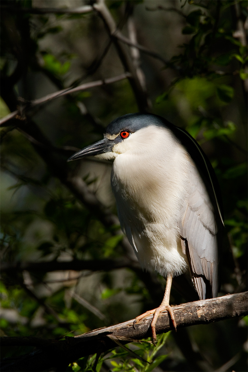 Black-crowned Night-Hero