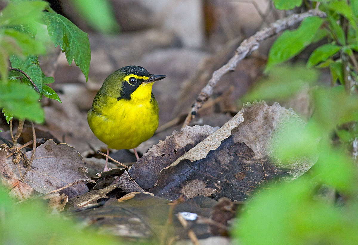 Kentucky Warbler