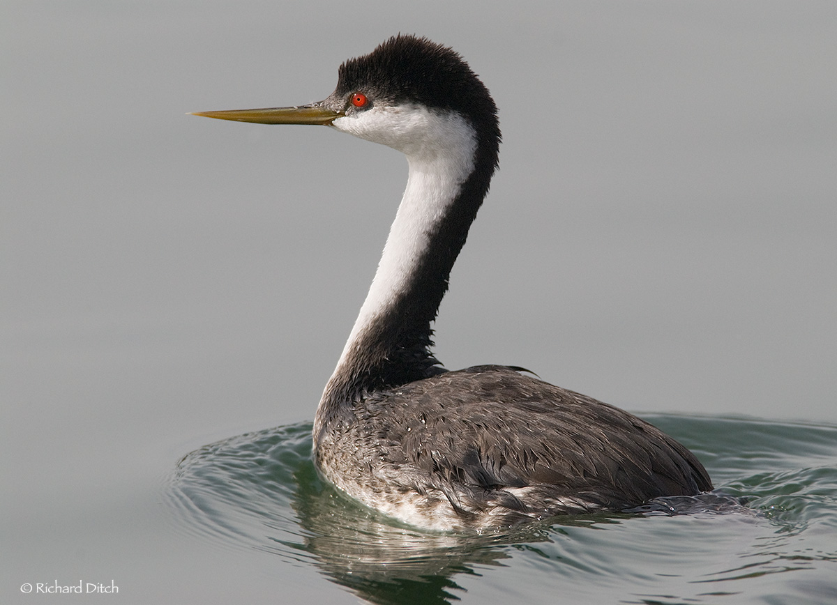 Western Grebe