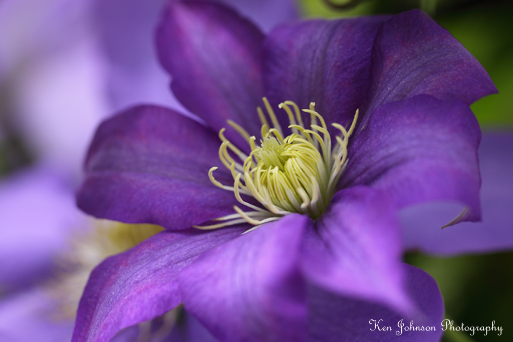 Clematis