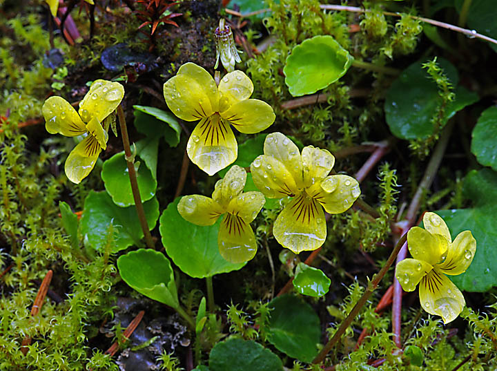 Streamside Violet