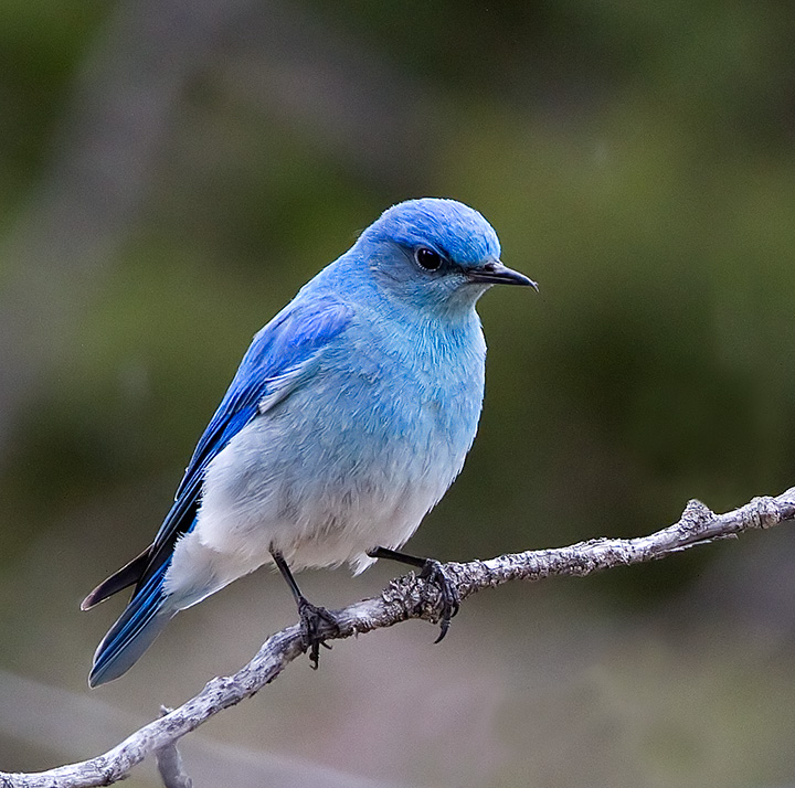 Mountain Bluebird