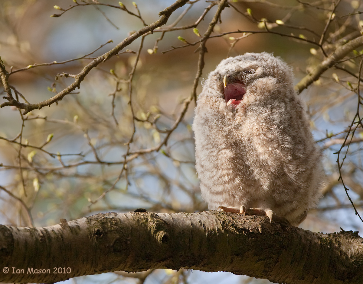 Tawny Owlet