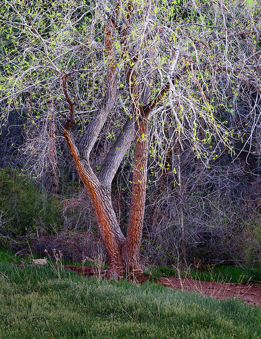 New Leaves
