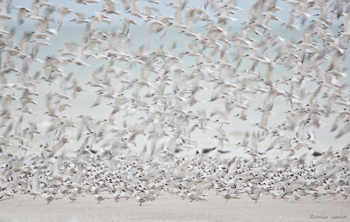 Tern Blur