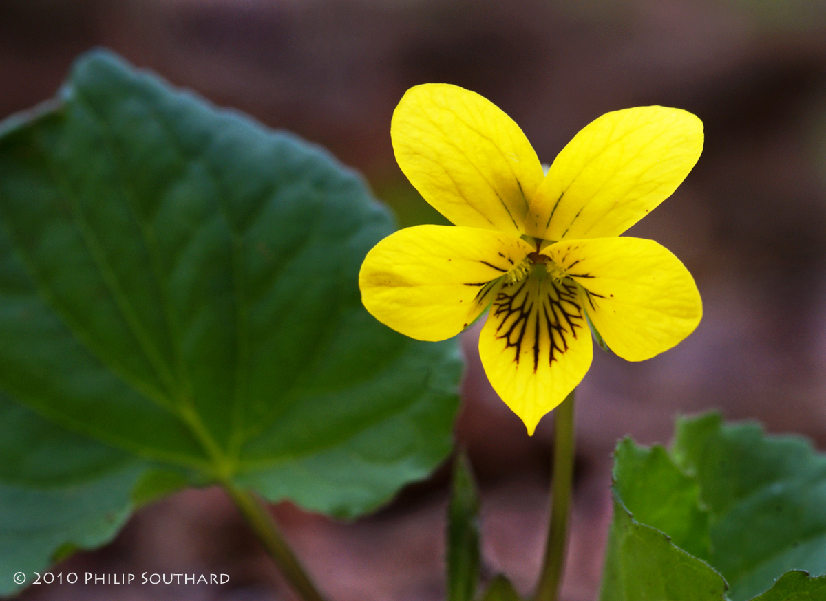 Round-leaved Violet