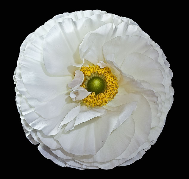 Ranunculus #1