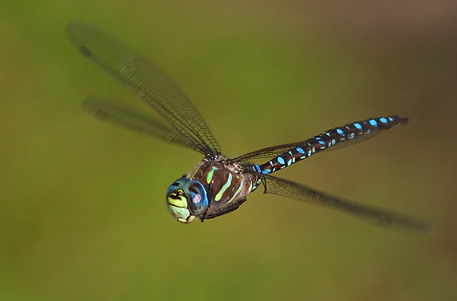 Dragon Flight - Front Offset view