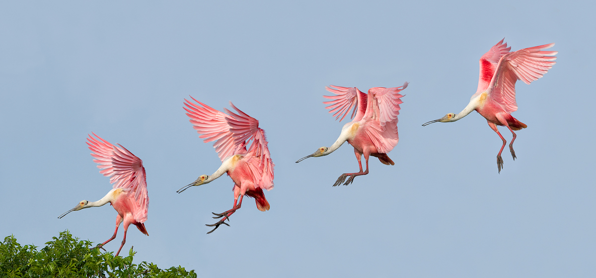 Roseate Landing Sequence