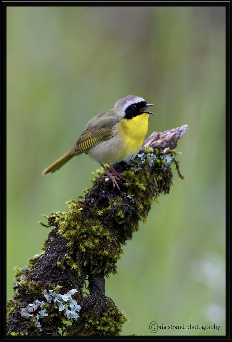Commom Yellowthroat