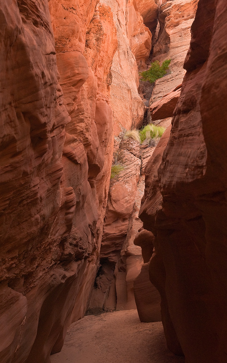 Vertical Landscape