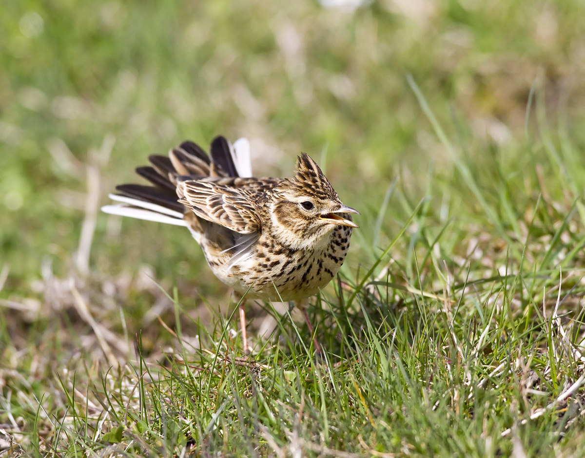Displaying Skylark