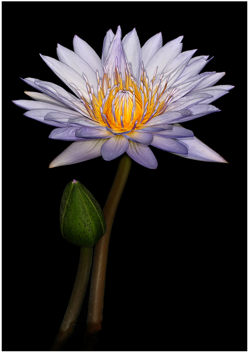 Bud and Bloom