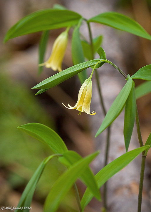 Wild Oat Flower